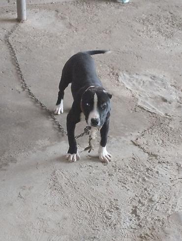 pitbull balaları: Pitbul, 2 ay, Erkək, Peyvəndli, Ünvandan götürmə — 1