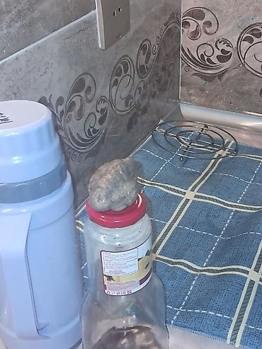 Dekorativ daşlar: Məhsul: Toplanmış təbii daşlar dəsti Təsvir: - Fərqli ölçü və — 4