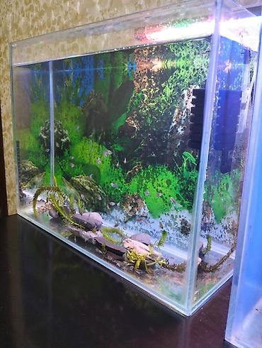 neon balığı: Dördbucaq akvarium, Balıqlarla birlikdə, 35 l — 2