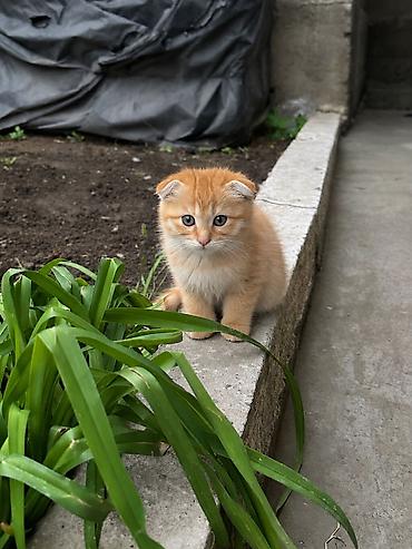Отдам даром кошку: 2 месяца, Девочка, Метис — 5