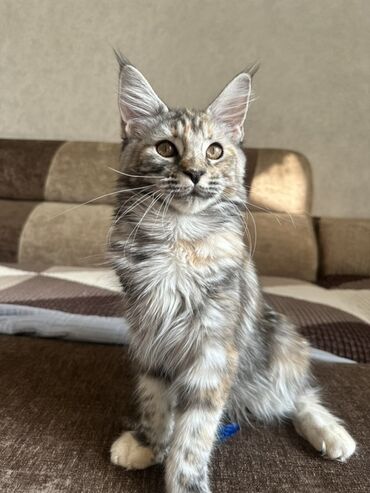 купить кота мейн кун: Мейн-кун, 4 месяца, Девочка, Черепаховый, Приучена к лотку, Проглистована, С прививками