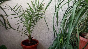 kućno cveće slike: Semena Palme sa prve slike, pakovanje 5 komada je 600 dinara