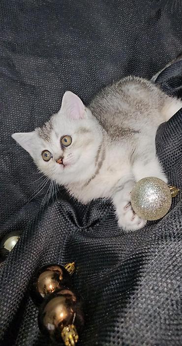 Pişiklər: Şotland, Erkək, Dişi — 3