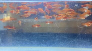 akvarium baliqlari satilir: Qarışıq qılıncquyruqlar. Topdan satılır,1.30 azn-dən. 55 ədəd