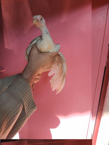 Pitiminutkalar: Heyratı toyuqları satılır gəncədədir tam sağlam heyvanlardi — 9