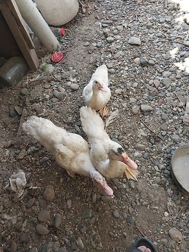 quşlar: 2 erkek 2 dişi ördək.4 bala, balanın 3 ü erkek 1i,dişi.toplam 100azn — 9