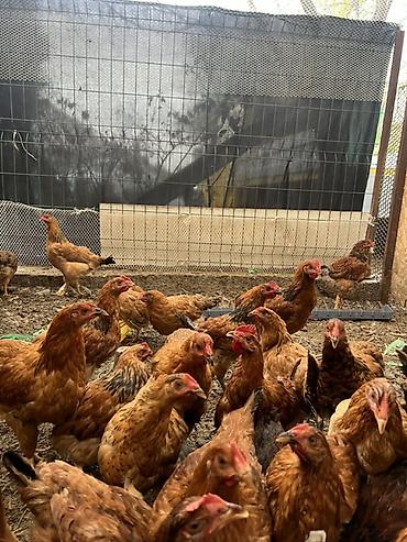 мини собака: Продаю | Куры | Домашняя | Несушки — 3