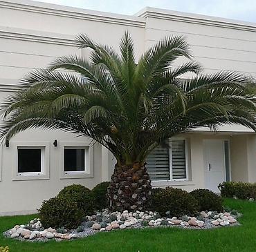 ağaç gülleri: Landşaft üçün palma ağacları – dekorativ əkim - Növ: dekorativ palma — 3