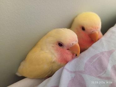🐦 Sevgi (nerazlucnik) papuqayı balaları satılır 🐣 1 ay yarımlıqdılar
