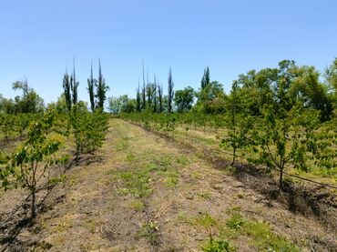 Продажа участков: 340 соток, Для сельского хозяйства, Тех паспорт — 11