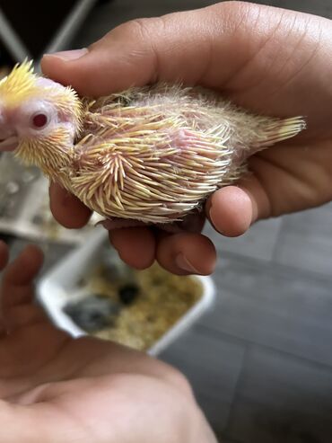 Tutuquşları: Erkək Korella papuqayı satılır Dekabrın 1-i doğulub Boz rəngi və — 10
