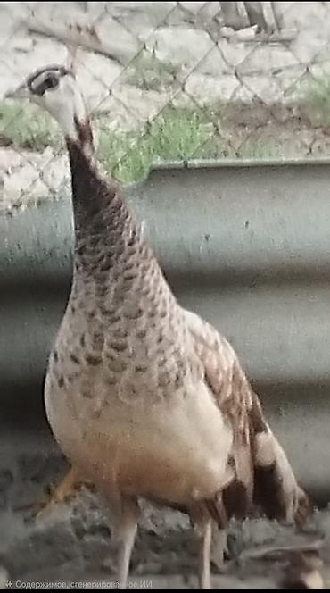 ov quşları: Məhsul: Tovuz quşu (dişi) Təsvir: - Növ: Pavo cristatus (hind — 1