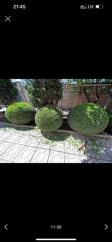 Дворники, садовники: 🌱Я Садовник Стрижка Живой изгородь,самшит,Туи,хвойные растения, Я — 11