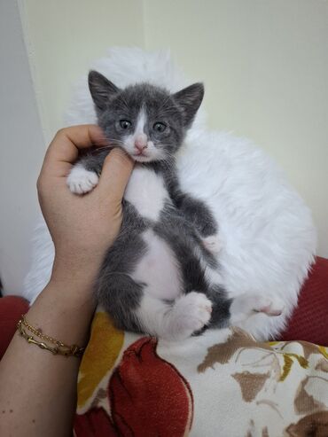 pişik ucun yuva: Erkək, Dişi