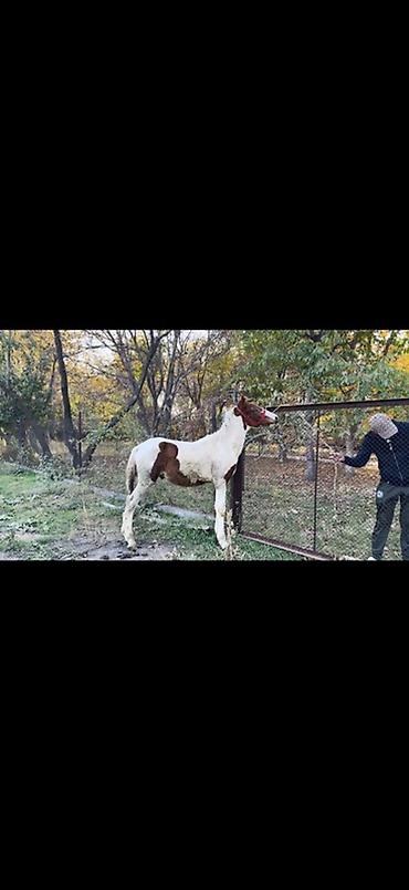 овцы меринос: Продаю | Жеребенок | Рабочий — 3