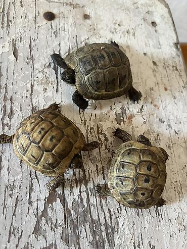 ucuz heyvanlar: Quru tısbağa balaları - Növ: Quru tısbağa (Testudo tipli) - Ölçü — 3