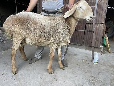 Баран, овца: Продаю | Баран (самец) — 12