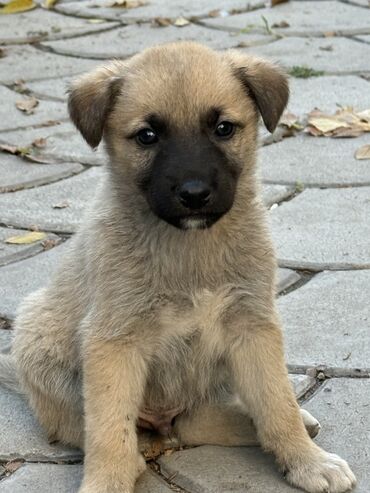 сколько стоит такса собака: Пристраиваем щенков в хорошие добрые руки. Метис, короткошёрстный