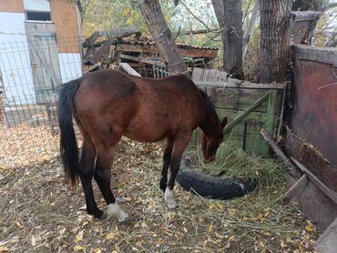 кролик декоративные: Сатам | Жылкы (эркек)