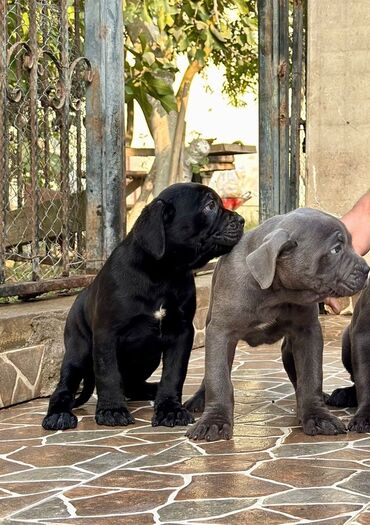 İtlər: Kane-Korso — 3