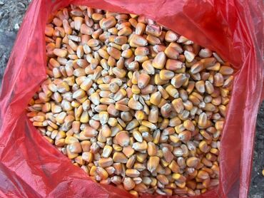 кукуруза жүгөрү: Семена и саженцы Кукурузы, Самовывоз