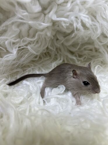 Хомяки: Продаются хомячки джунгарские, сирийские, ангорские пушистые хомячки — 19