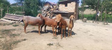 продаю музоо торпок корова самка бык самец айрширская ангус алатауская на забой для разведения на откорм племенные нетель привязанные: Продаю | Овца (самка), Ягненок | Арашан | Для разведения | Племенные, Матка, Ярка