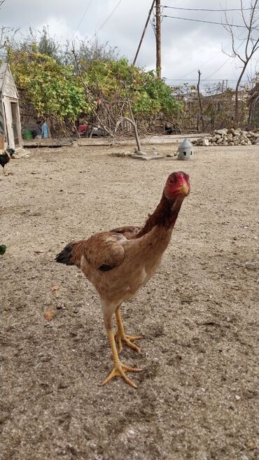 Toyuqlar: 7 aylıq fərədi — 8