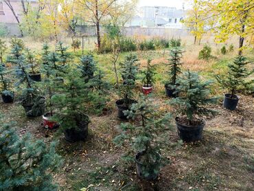 букет невесты искусственный: Үй жана бакча үчүн декор, Өзү алып кетүү