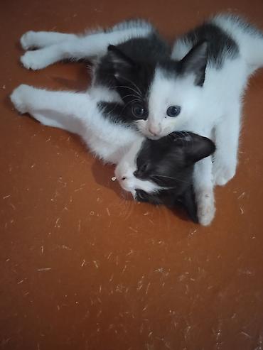 кот сфинкс: Котята, короткошёрстные, домашние. - Возраст: очень маленькие, уже — 9