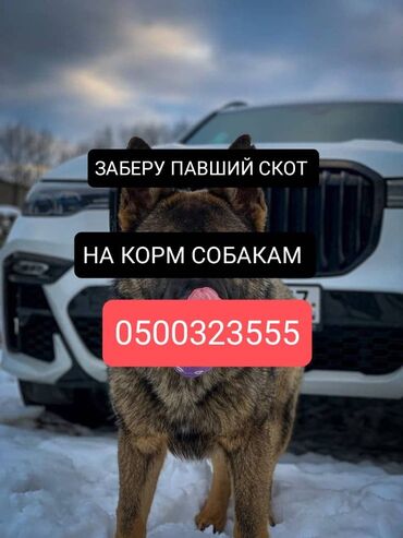 продажа скота: Куплю | Коровы, быки, Лошади, кони | Любое состояние, Самовывоз