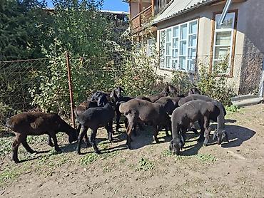 зоомагазин бишкек с животными: Продаю | Ягненок — 3