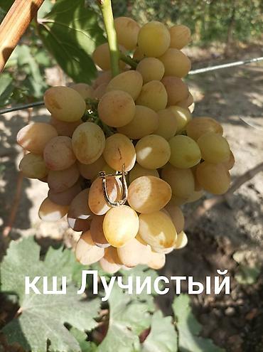 апельсин дерево: Юпитер годовалые саженцы столового винограда кишмиш неукрывной — 6