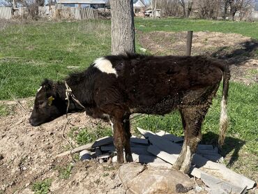 куплю быков село ленинское: Продаю |