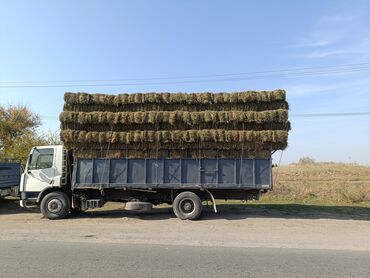бычки теленок: Продаю Чистый Клевер 1-2-3--кос Сухой Сеновал. Плотный Зелёный тюки