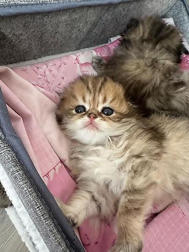 Pişiklər: Fars — 2