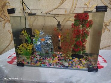 купить аквариум: Dördbucaq akvarium, Boş, 15 l, Ödənişli çatdırılma, Ünvandan götürmə