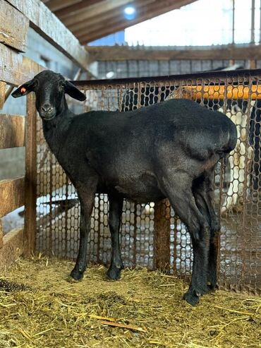 собака для охоты: Продаю | Овца (самка) | Для разведения | Племенные