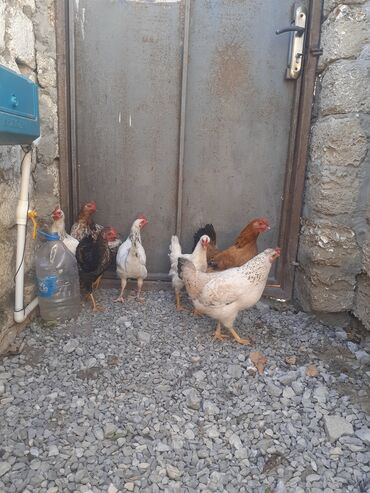 шотландский вислоухий рыжий котенок: Курица, Для разведения