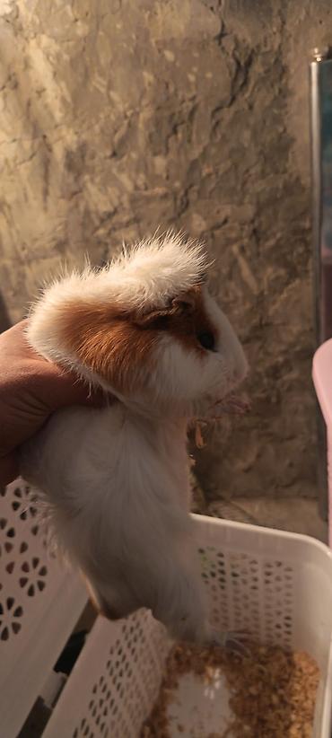 kirpi ne yeyir: Dəniz donuzucuğu (guinea pig) sağlam erkək marskaya svinka - Növ — 7