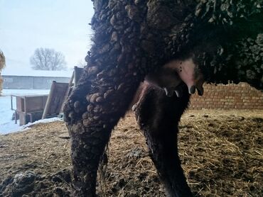 Коровы, быки: Продаю | Тёлка | Голштин, Швицкая | Для молока — 10