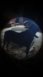 İtlər: Kane-Korso, 2 il, Erkek, Peyvəndli, Ünvandan götürmə — 18