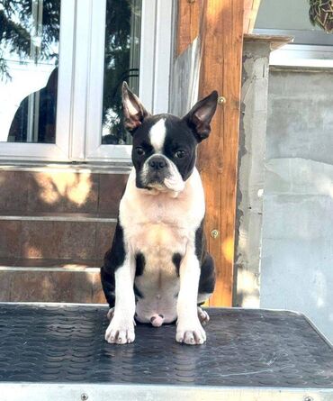 zenska bunda happening: Boston terrier odgajivacnica Srcky's prodaje musko i zensko stene za