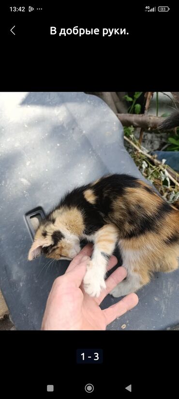 ирландские коты: Кошка даром: Гималайская, Девочка