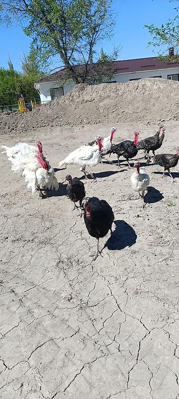 Индюки: Продаю | Индюшка (самка) at lalafo.kg — 9 Индюки: Продаю | Индюшка (самка) — 9