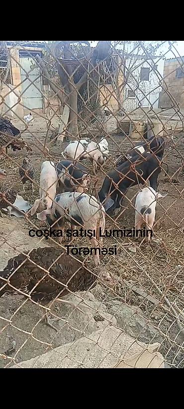 Digər kənd təsərrüfatı heyvanları: Məhsul: “Lumizinin törəməsi” coşka (donuz balaları) satışı Təsvir: - — 2