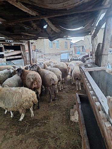 sumuk: Içində dişli qoyunarda var diş atmışda var boğaz yetikdə var — 1