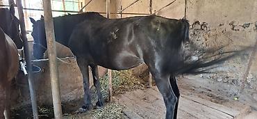 Лошади, кони: Продаю | Кобыла (самка) | Рабочий — 3