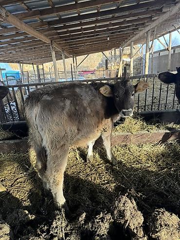 Коровы, быки: Продаю | Музоо, торпок | Швицкая | На откорм — 11