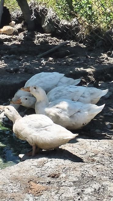 tap az qusar heyvanlar: Ağ Pekin (bolqar) ördəkləri satılır. Biri 15 manatdan 18 ədəd — 4
